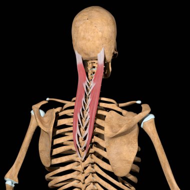 Bu 3D çizim, splenius 'un iskeletteki kasları kapititlediğini gösteriyor.