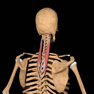 Bu 3D çizim iskeletteki splenius servicis kaslarını gösteriyor.