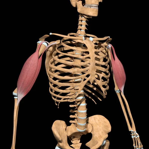 Illustration Shows Biceps Muscles Skeleton — Stock Photo, Image