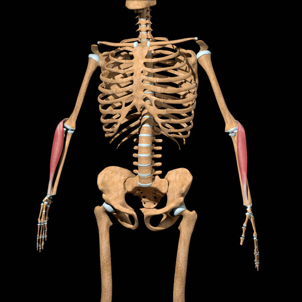 This 3d illustration shows the brachioradialis Lumborum muscles on skeleton