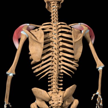Bu 3D çizim deltoid kasların ön başının arka görünümünü gösterir.