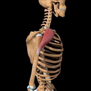 Bu 3D çizim deltoid kasların ön başının yan görünümünü gösterir.