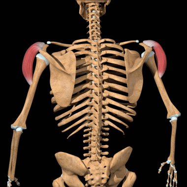 Bu 3D çizim deltoid kasların orta başının arka görünümünü gösterir.
