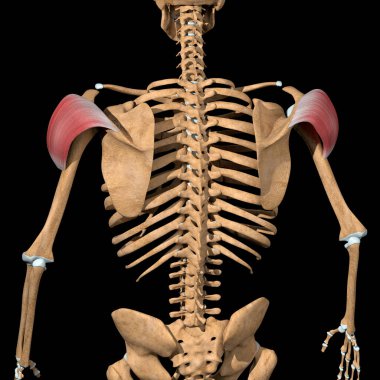 Bu 3D çizim deltoid kasların arka kafasının arka görüntüsünü gösterir.
