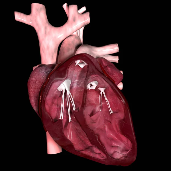 Illusztráció Mutatja Egy Belső Részén Szív — Stock Fotó