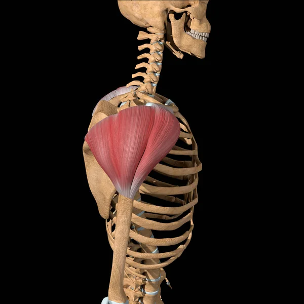 Questa Illustrazione Mostra Vista Laterale Dei Muscoli Deltoidi — Foto Stock