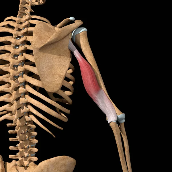 Denna Illustration Visar Det Långa Huvudet Triceps Muskler Skelett — Stockfoto