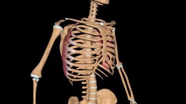 Bu video iskeletteki serratus ön kaslarını gösteriyor.