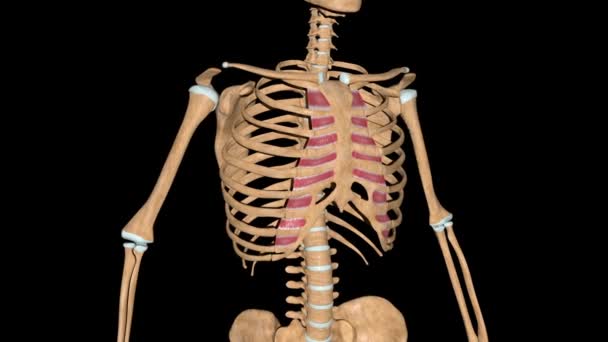 Video Shows Internal Intercostal Muscles Skeleton — Stock Video