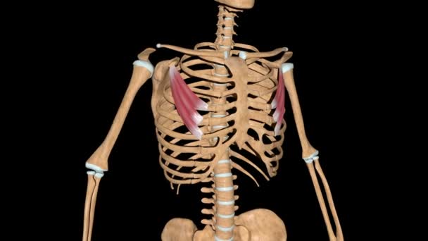 Este Vídeo Mostra Músculos Peitorais Menores Esqueleto — Vídeo de Stock