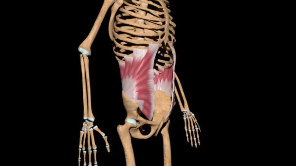 このビデオは骨格筋の腹部の内部斜めの筋肉を示しています — ストック動画