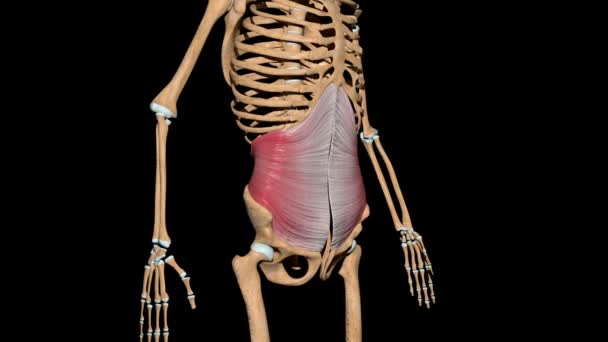 Video Shows Transverse Abdominal Muscles Skeleton — Stock Video