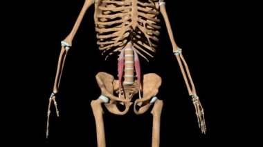 Bu video iskeletteki psoas küçük kaslarını gösteriyor