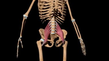Bu video iskeletteki psoas ana kaslarını gösteriyor