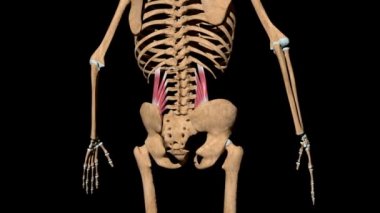 Bu video iskeletteki kuadratus lumborum kaslarını gösteriyor.