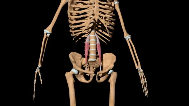 Video Shows Psoas Minor Muscles Skeleton — Stock Video