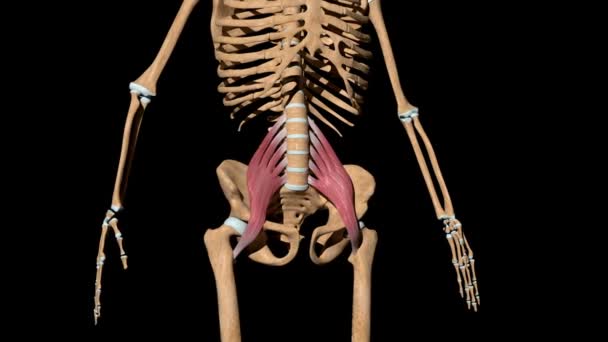 このビデオは骨格筋のPsoasの主要な筋肉を示しています — ストック動画