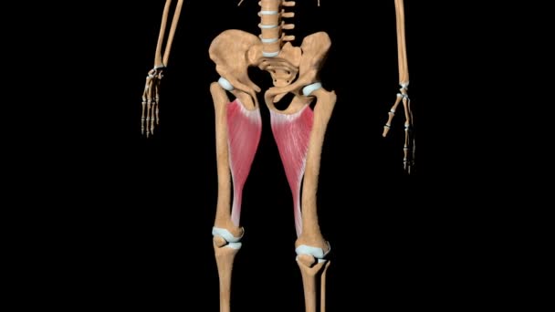 Dieses Video Zeigt Die Adduktorenmuskulatur Skelett — Stockvideo