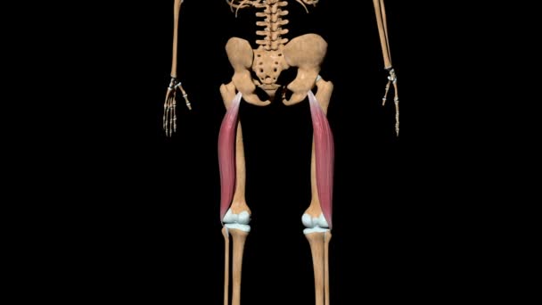 Dieses Video Zeigt Die Muskeln Des Bizeps Femoris Skelett — Stockvideo