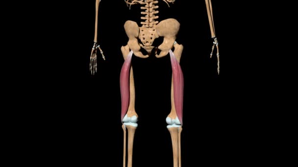 Este Video Muestra Los Músculos Del Bíceps Femoral Esqueleto — Vídeos de Stock