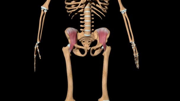 Video Shows Iliacus Muscles Skeleton — Stock Video