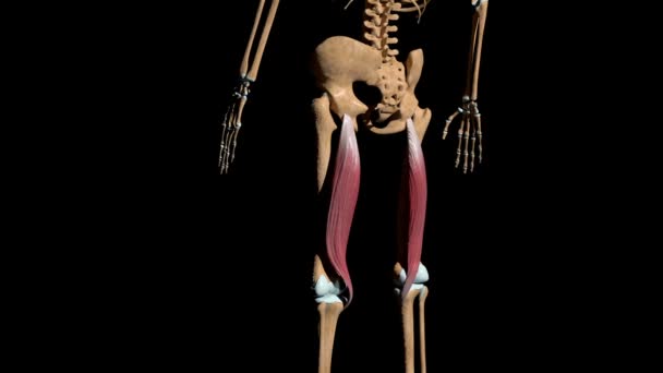 Dieses Video Zeigt Die Semitendinosus Muskeln Skelett — Stockvideo