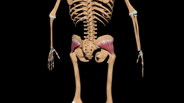 Video Shows Gluteus Minimus Muscles Skeleton — Stock Video