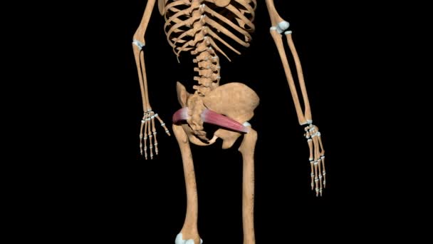 Видео Показывает Мышцы Piriformis Скелете — стоковое видео