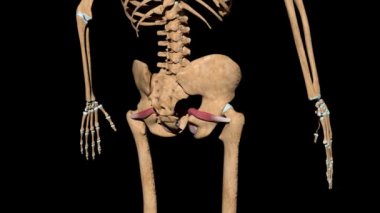 Bu video iskeletteki obturator internus kaslarını gösteriyor.