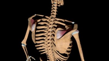 Bu video iskeletteki supraspinatus kaslarını gösterir