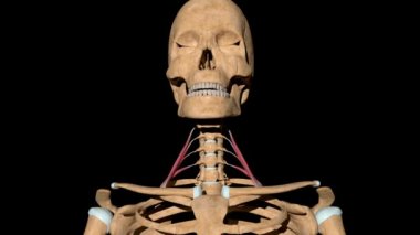 Bu video iskeletteki pullu ön kasları gösteriyor.