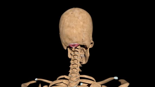 Video Shows Major Minor Rectus Capitis Posterior Muscles Skeleton — Stock Video