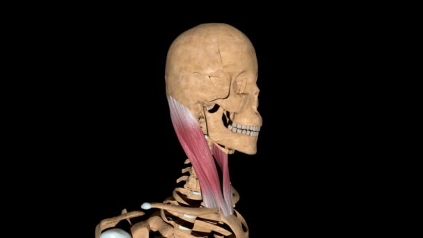 Video Shows Sternocleidomastoid Muscles Skeleton — Stock Video