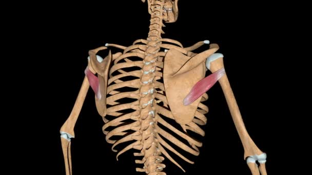 Video Shows Teres Minor Muscles Skeleton — Stock Video