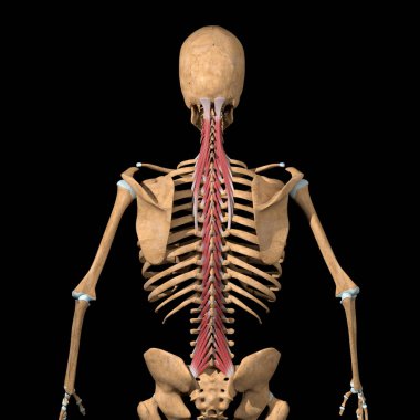 Bu 3d gösterimi transversospinalis kas grubunun tam arka görünümünü gösterir