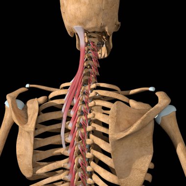 Bu 3d gösterimi transversospinalis kas grubunun kısmi görünümünü gösterir