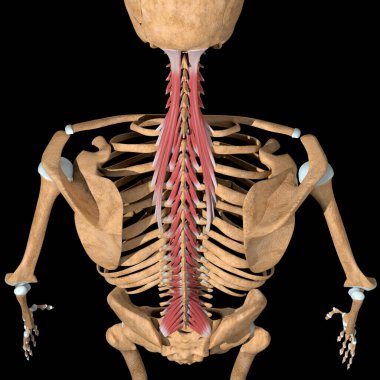 Bu 3D illüstrasyon transversospinalis kas grubunun üst görünümünü gösterir