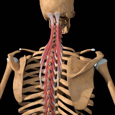 Bu 3D çizim transversospinalis kas grubunu gösteriyor