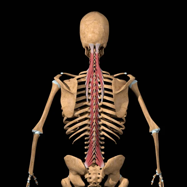 Esta Ilustración Muestra Vista Posterior Completa Del Grupo Músculos Transversospinalis —  Fotos de Stock