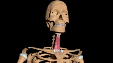 Bu video iskeletteki sternohyoid kaslarını gösteriyor.