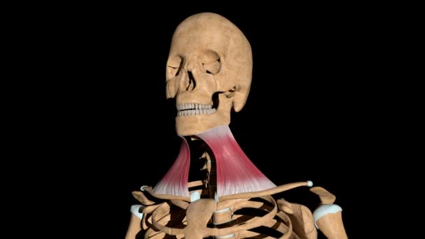 Este Vídeo Mostra Músculos Platisma Esqueleto — Vídeo de Stock