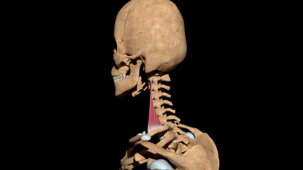 Questo Video Mostra Muscoli Medius Scaleni Sullo Scheletro — Video Stock