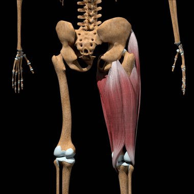 This 3d illustration shows the Thigh muscles group on skeleton in back view clipart
