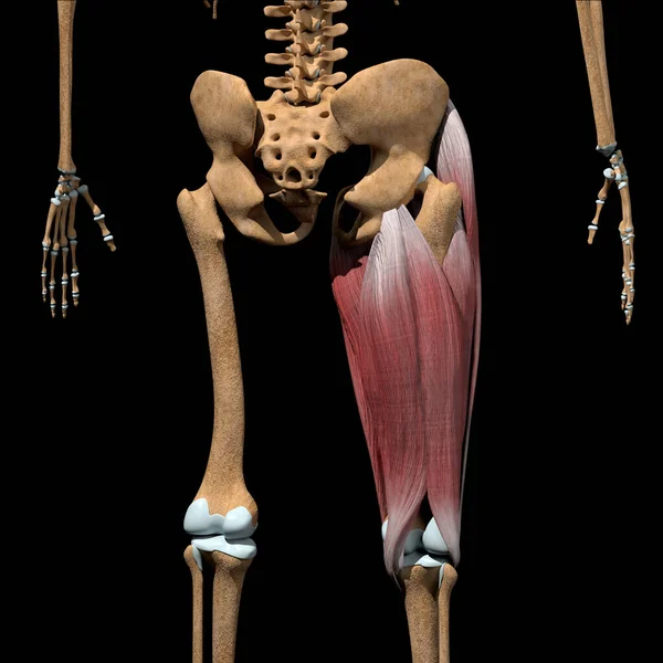 这个3D图以后视镜显示了骨骼上的大腿肌肉群 — 图库照片