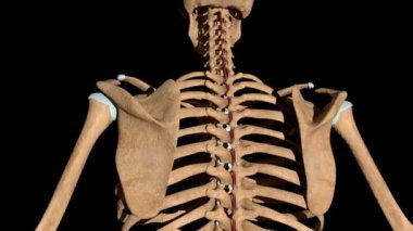 Bu video iskeletteki omurga kaslarını gösteriyor.