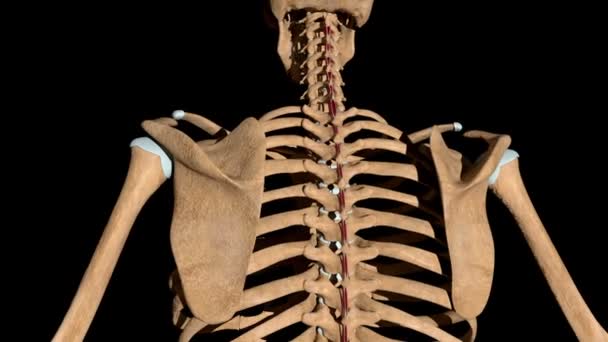 Este Vídeo Mostra Músculos Interespinales Esqueleto — Vídeo de Stock