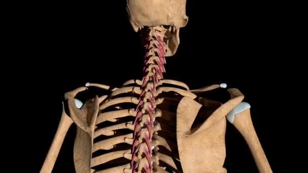 Denna Video Visar Rotatormusklerna Skelett — Stockvideo