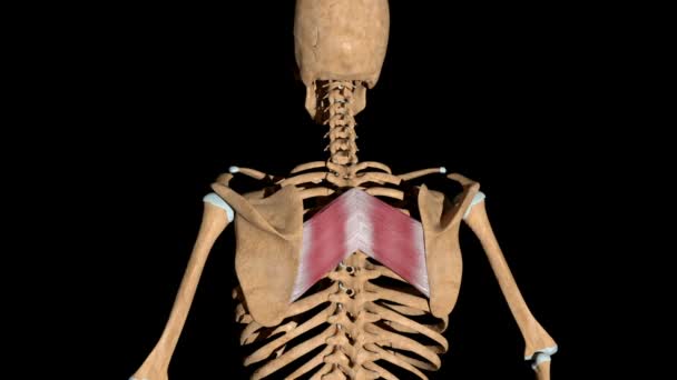 このビデオは骨格筋のロモボイドの主要な筋肉を示しています — ストック動画