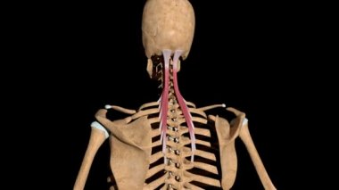 Bu video iskeletteki yarı spinalis kaslarını gösteriyor.