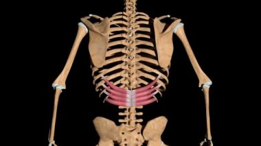 Bu video iskeletteki serratus posterior alt kasları gösteriyor.